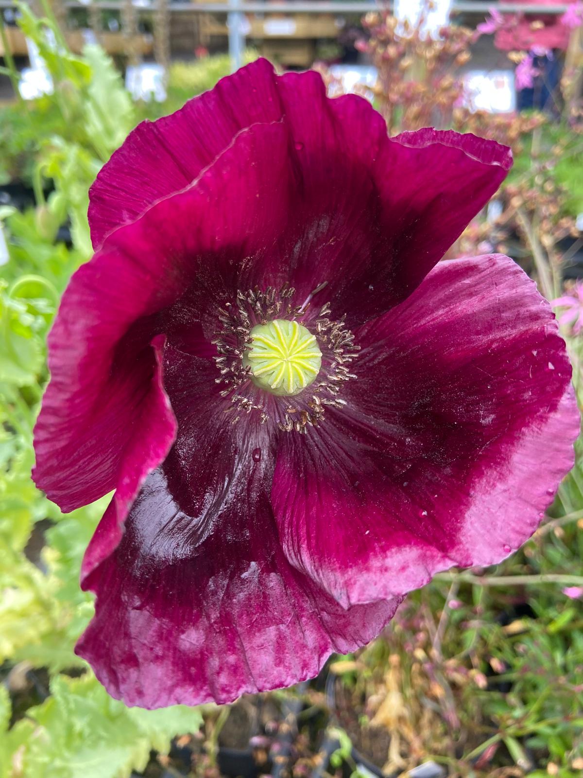 Deep purple Papaver somniferum Lauren’s Grape seeds for gardens