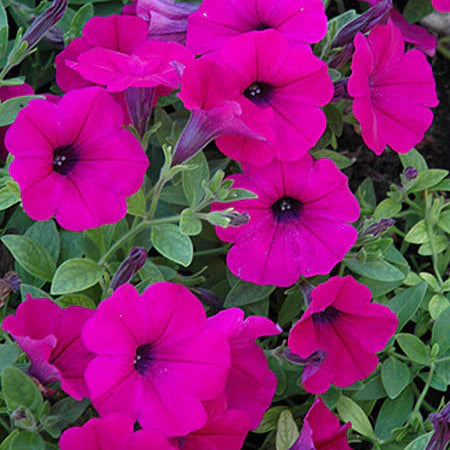 Bright Pink Petunia Seeds – Vivid Eye-Catching Blooms for Gardens & Containers