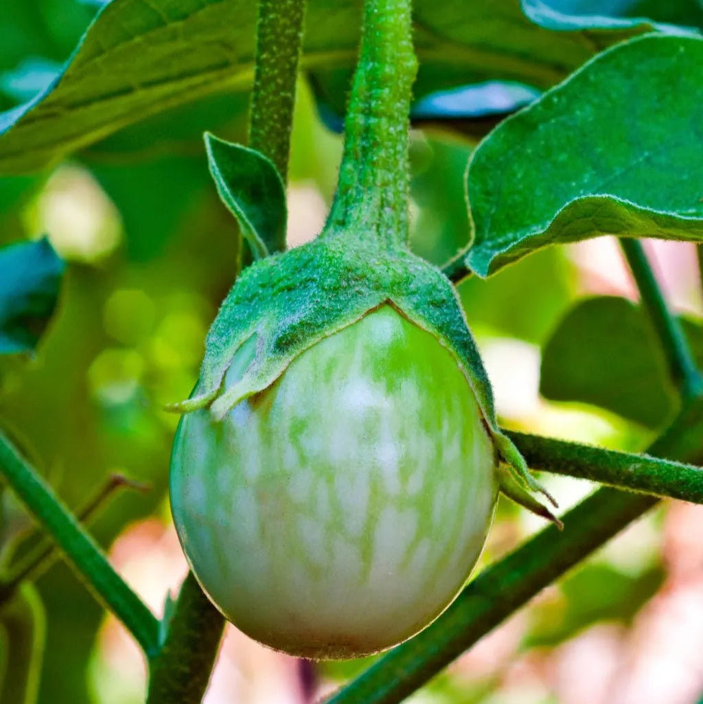 Thai Round Eggplant Seeds – Heirloom Non-GMO Annual Garden Vegetable for Home Growing