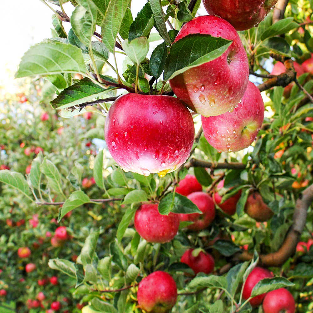 Pink Apple Tree Seeds, A Planting Guide for Your Dream Orchard, Fruit Seeds For Planting