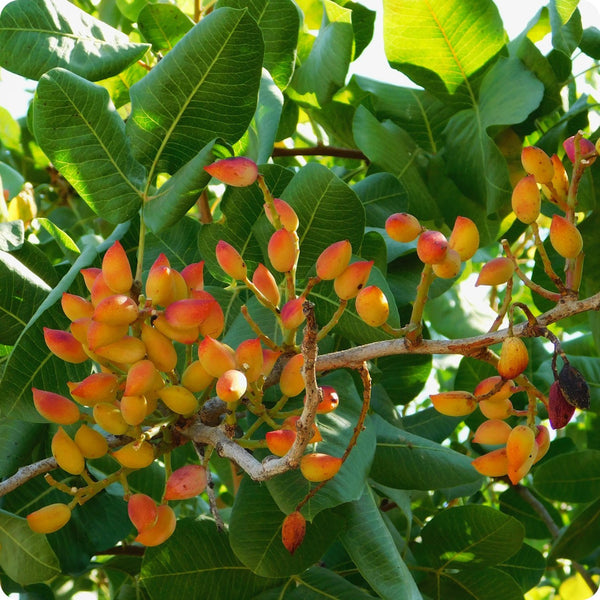 Pistachio Nut Tree (Pistacia vera) – Seeds