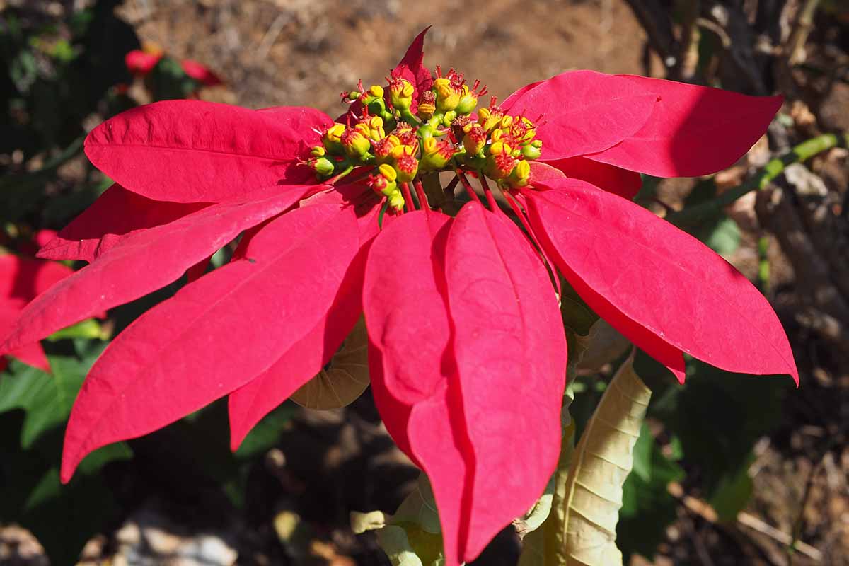 Premium Poinsettia Flower Seeds for Organic Planting, High-Quality Organic Seeds