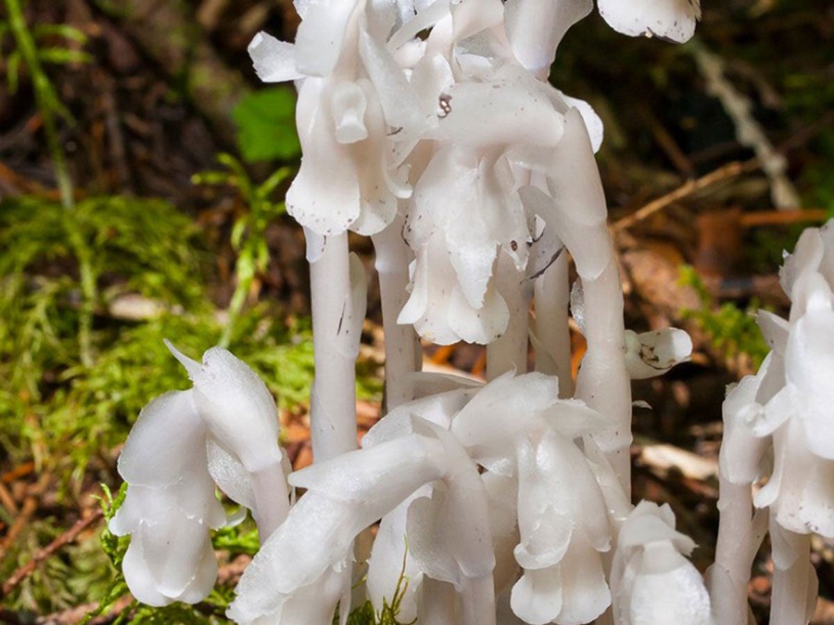 Semi di Monotropa Uniflora - Coltiva il Enigmatico Fiore Indian Pipe nel Tuo Giardino