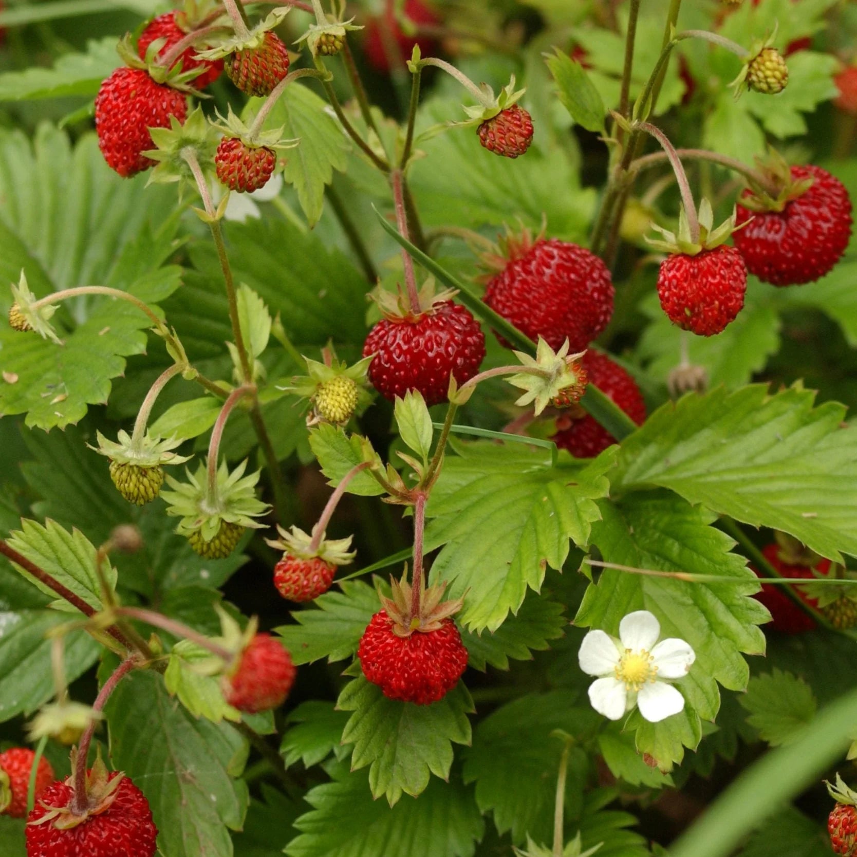 California Woodland Strawberry Seeds