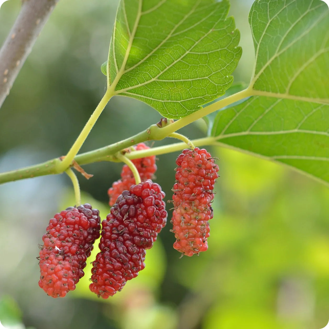 Red Mulberry seedlings growing in warm climate garden