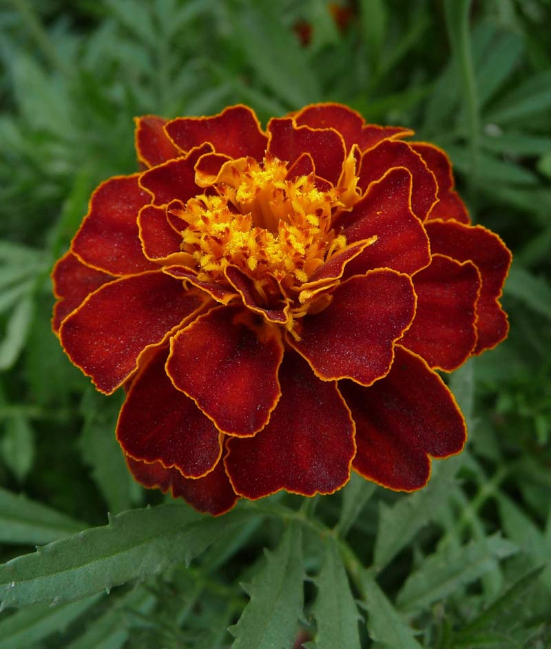 Mahogany Marigold Flower Seeds, Rich Velvety Blooms for Gardens and Borders