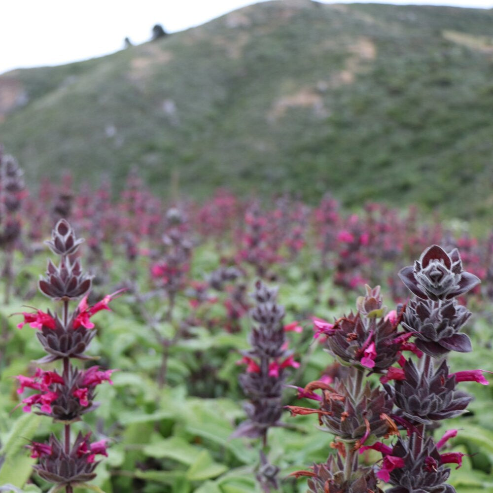 10 graines de Salvia Spathacea | Sauge colibri | Vivace et nécessitant peu d'entretien | Parfumée, résistante aux cerfs et à la sécheresse | Attire les pollinisateurs | Parfaite pour les parterres, les bordures et les jardins extérieurs