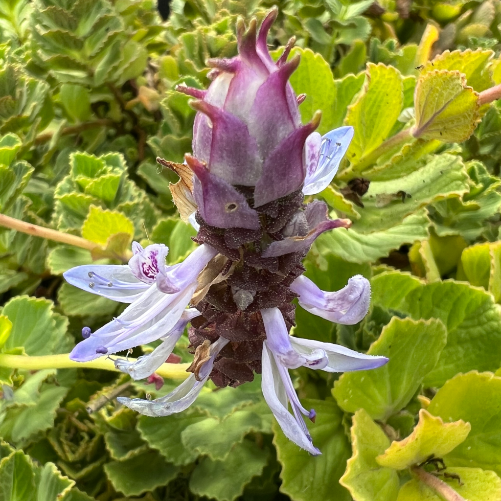 Semi di pianta Coleus Canina - Repellente naturale per parassiti con pianta repellente per gatti, semi di pianta premium per piantagione e giardinaggio efficaci