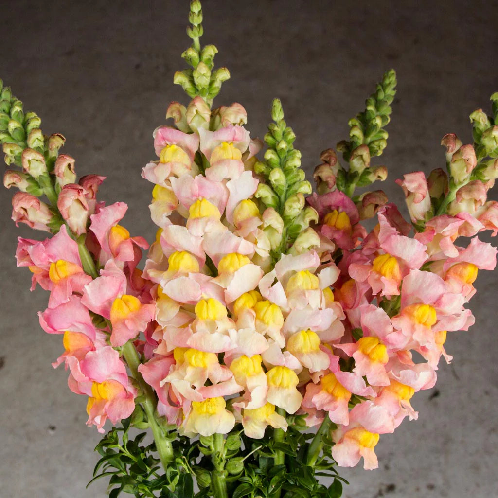 Apricot Snapdragon Flower Seeds – Warm, Elegant Blooms for Your Garden