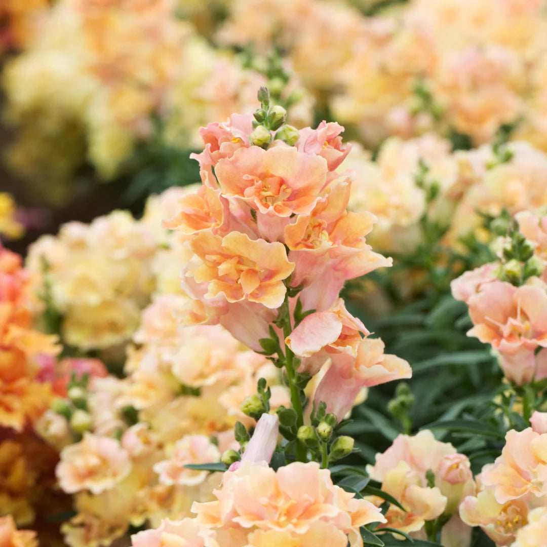 Peach Snapdragon Flower Seeds, Soft, Warm-Toned Blooms for Your Garden