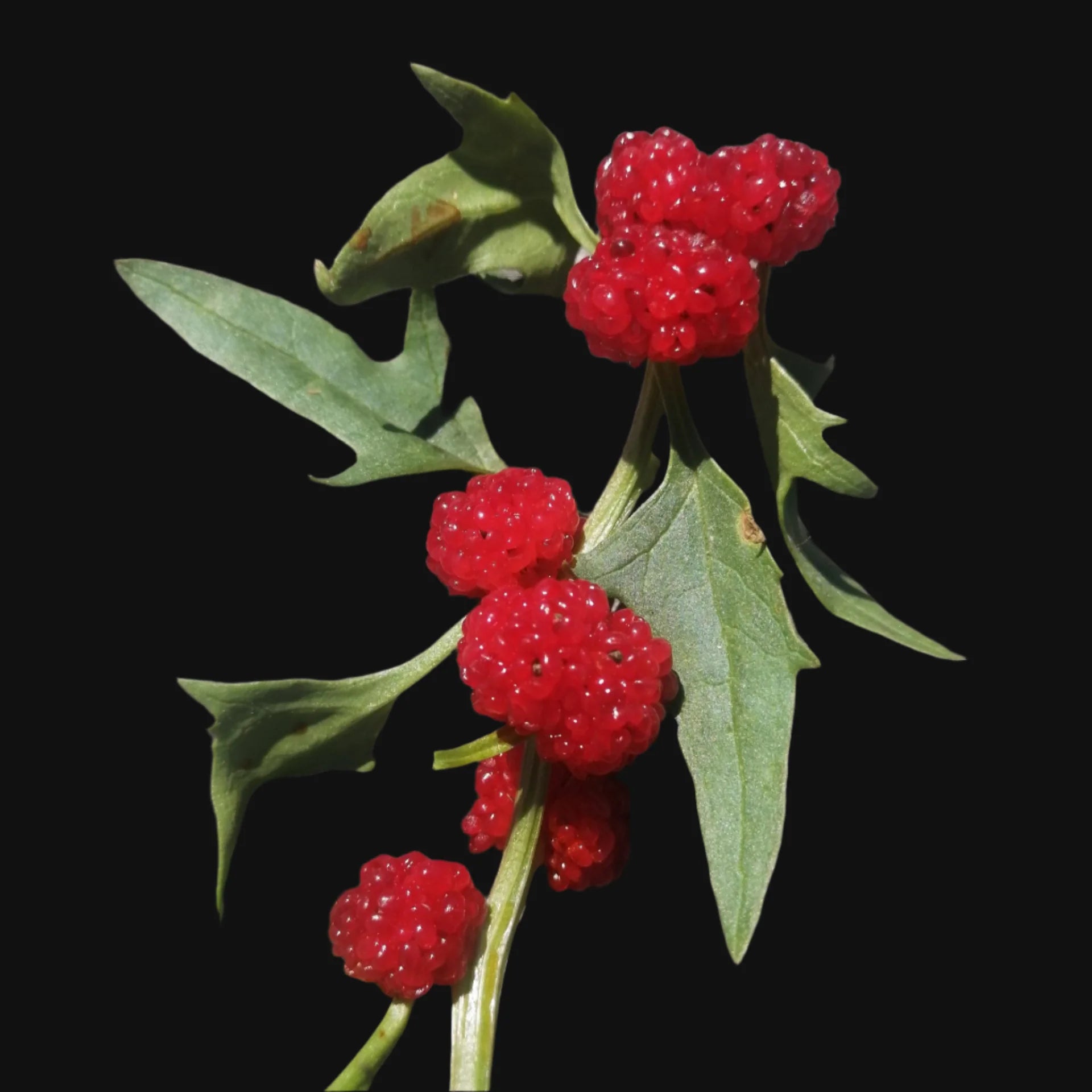 Strawberry Sticks Spinach seedlings growing