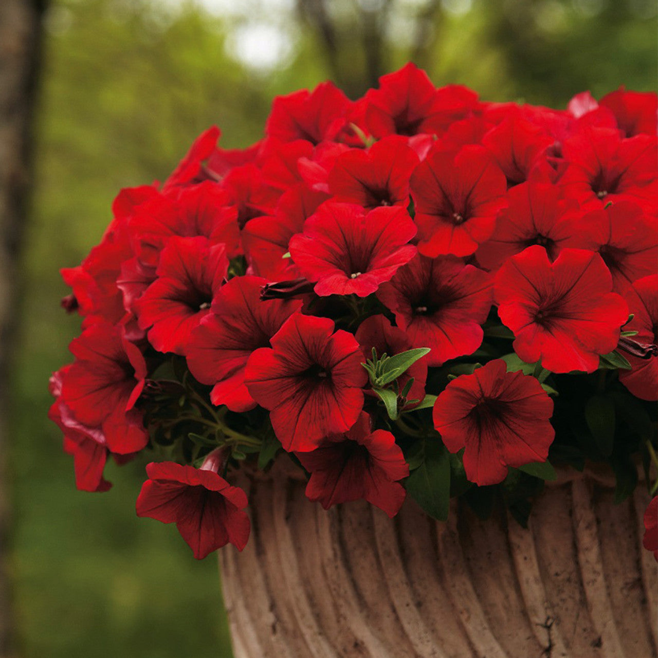 Deep Red Petunia Seeds – Rich, Velvety Blooms for Gardens & Hanging Baskets