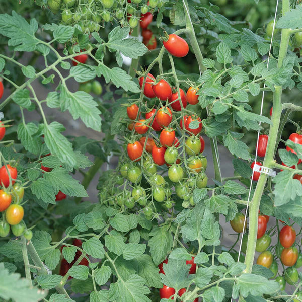 Grape Tomato Seeds – Sweet & Juicy - High-Yield Heirloom Variety