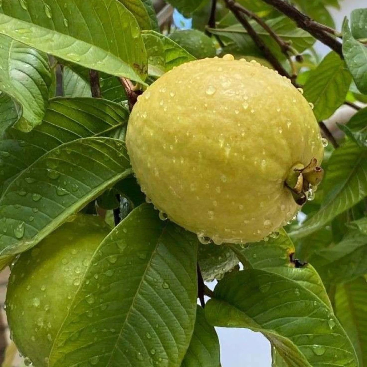 Peruvian White Guava Seeds – Sweet & Aromatic Tropical Fruit for Planting