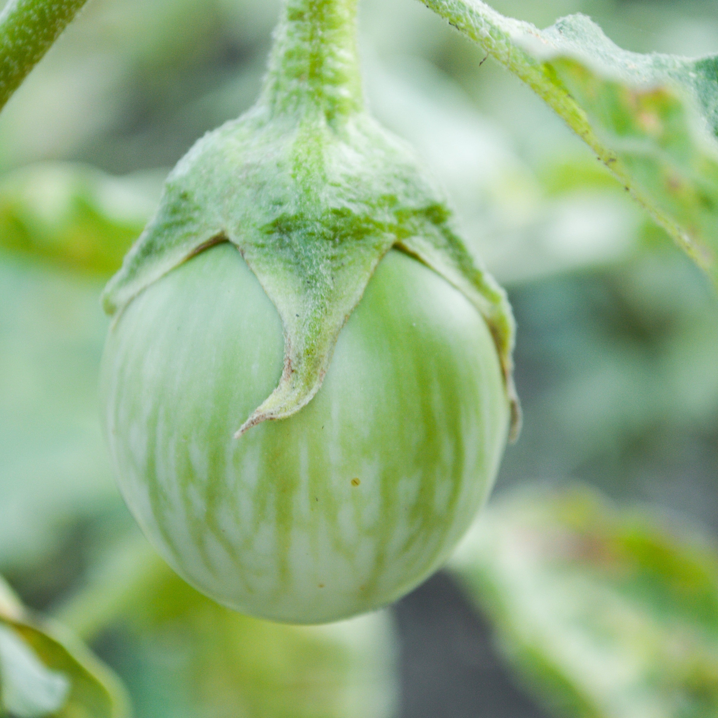 Thai Round Eggplant Seeds – Heirloom Non-GMO Annual Garden Vegetable for Home Growing