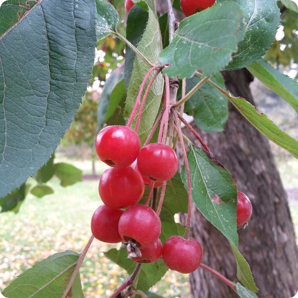 Himalayan Crabapple (Malus baccata) – Apple Seeds