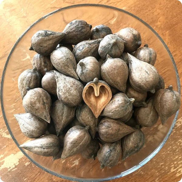 Heartnut Tree (Juglans ailantifolia var. cordiformis) – Seeds