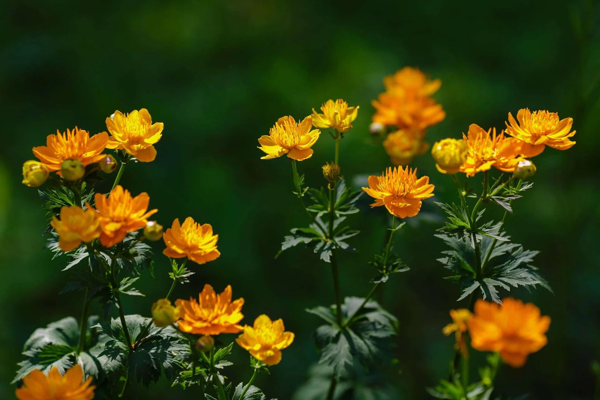 トロリウスの種（トロリウス・チネンシスの種） - あなたの庭を彩る希少な多年生の花