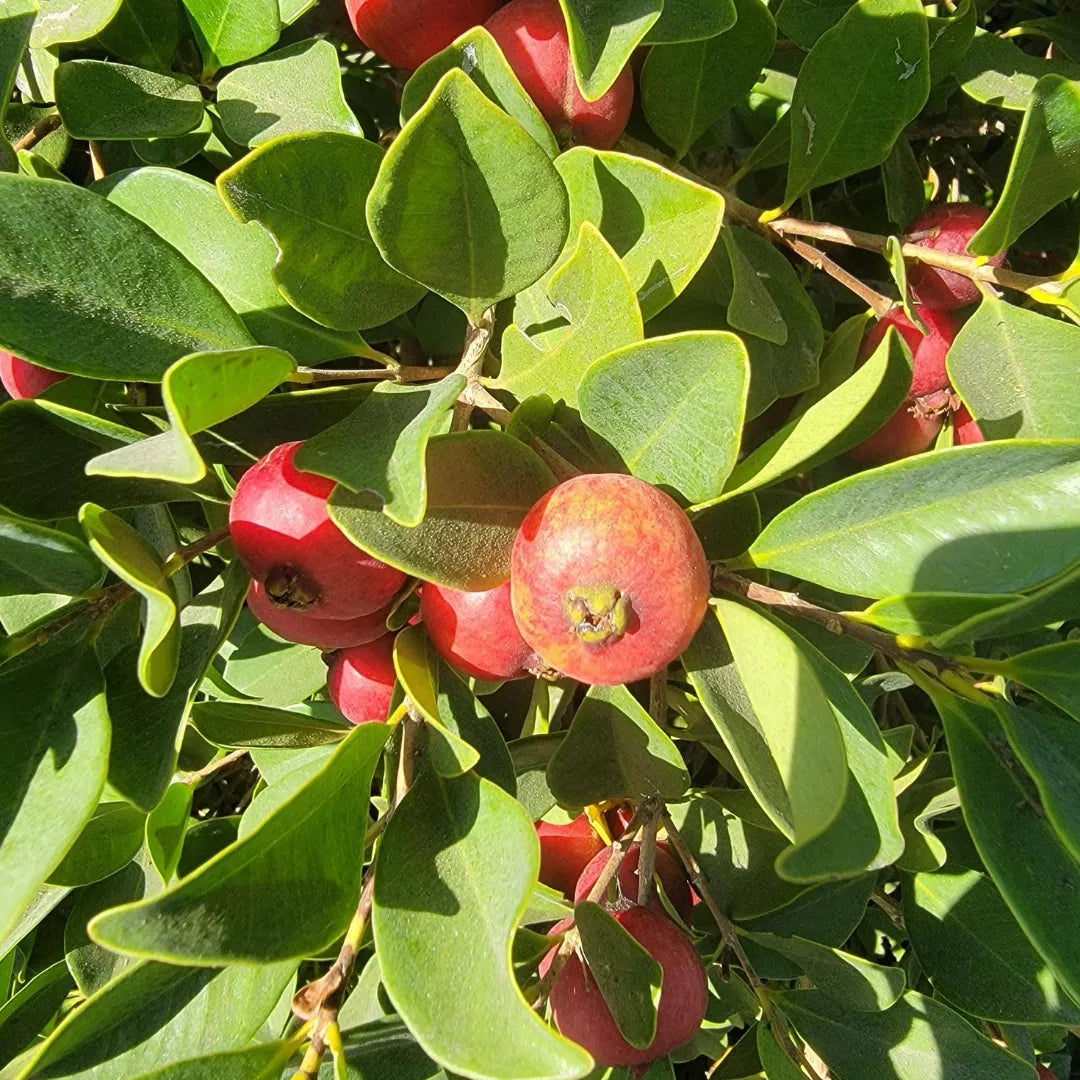 Barbados (Strawberry Guava) Seeds – Sweet & Fragrant Tropical Fruit for Planting