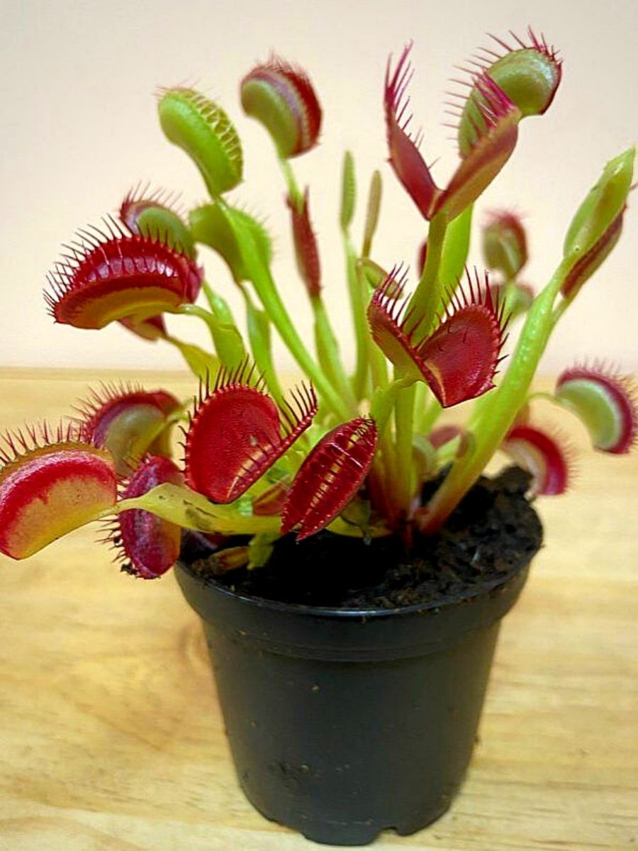 ハエトリグサの種子 – 食虫性の屋内および屋外植物、直射日光