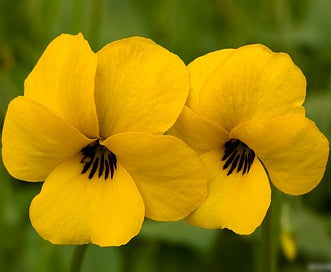 Yellow Pansy Flower Seeds,Sunny Vibrant Blooms, Easy to Grow, Non-GMO