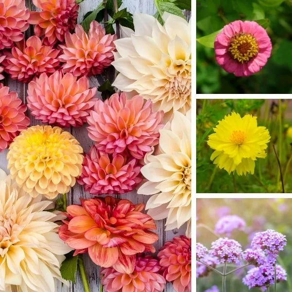 Winter Flower Seed Mix OrganicIndiaSeeds
