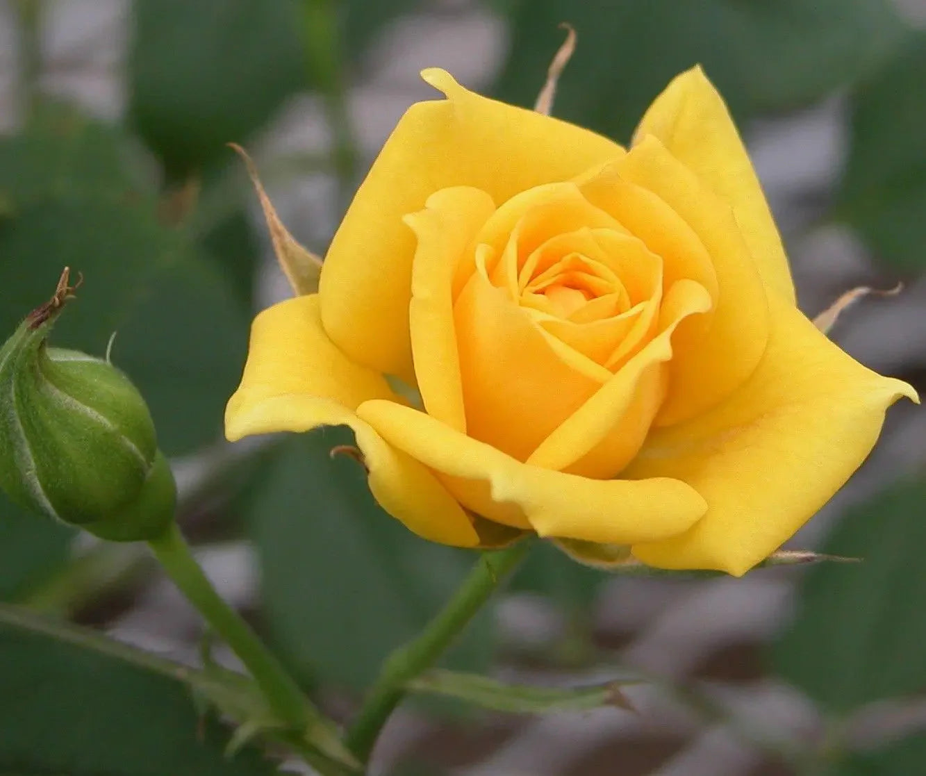 Yellow Rose Flower Seeds , Bright Sunny Blooms, Easy to Grow, Non-GMO