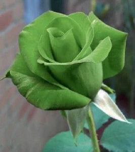 Rose Seeds (Green Rose Flower Seeds) - Green Blooms with Red Edges, Easy-Grow Perennial