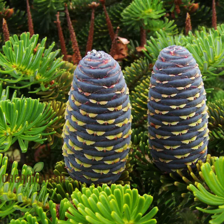 Abies Koreana Seeds Cultivate Your Own Korean Fir Oasis