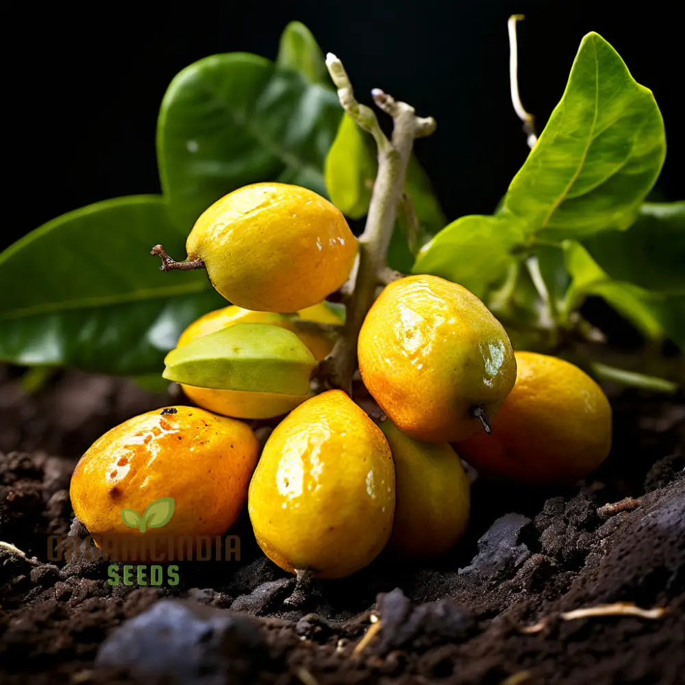Abiu seedlings growing from Non-GMO tropical fruit seeds