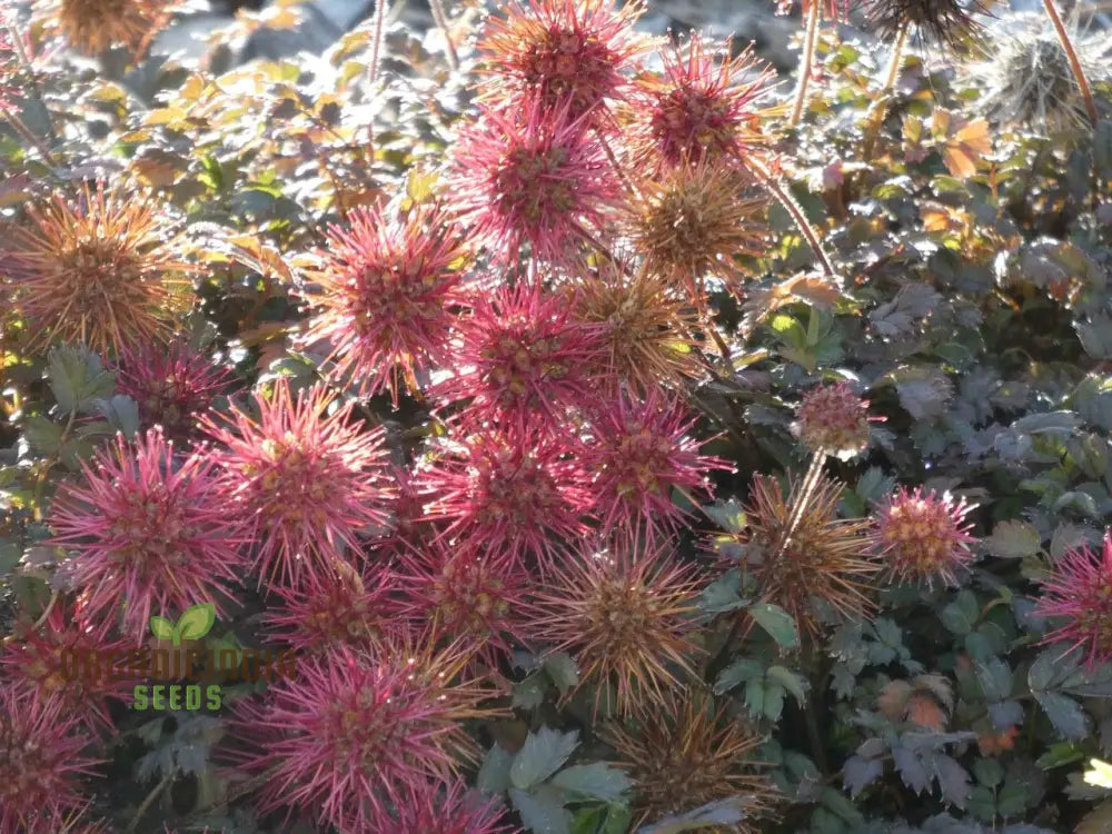 Acaena Ground Cover Seeds for Pathways and Rock Gardens