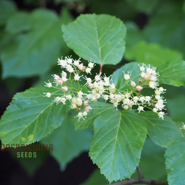 Acer Tataricum Seeds - Add Elegance To Your Landscape With Tartarian Maple