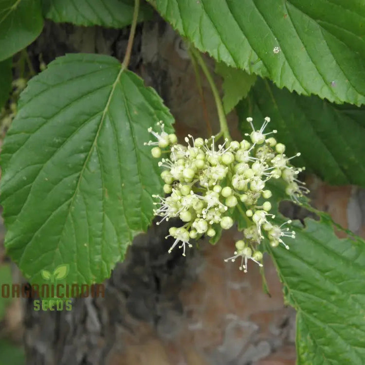 Acer Tataricum Seeds - Add Elegance To Your Landscape With Tartarian Maple