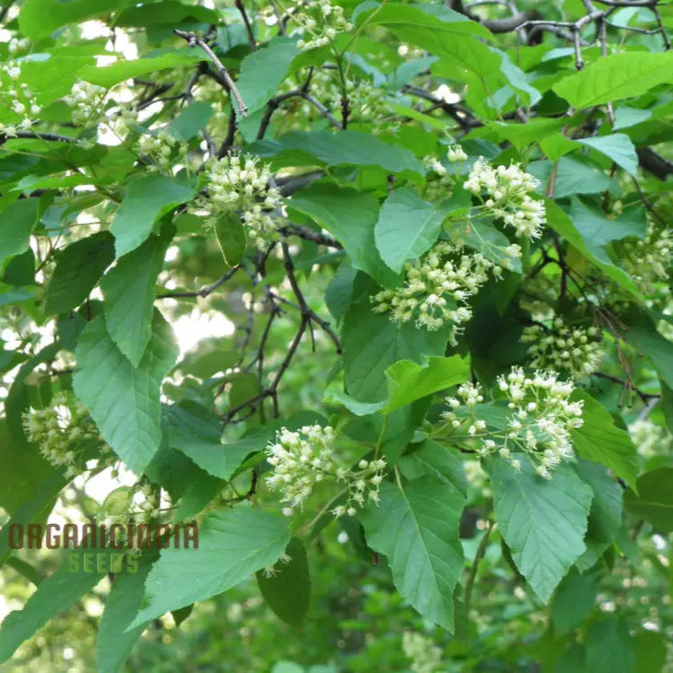 Acer Tataricum Seeds - Add Elegance To Your Landscape With Tartarian Maple