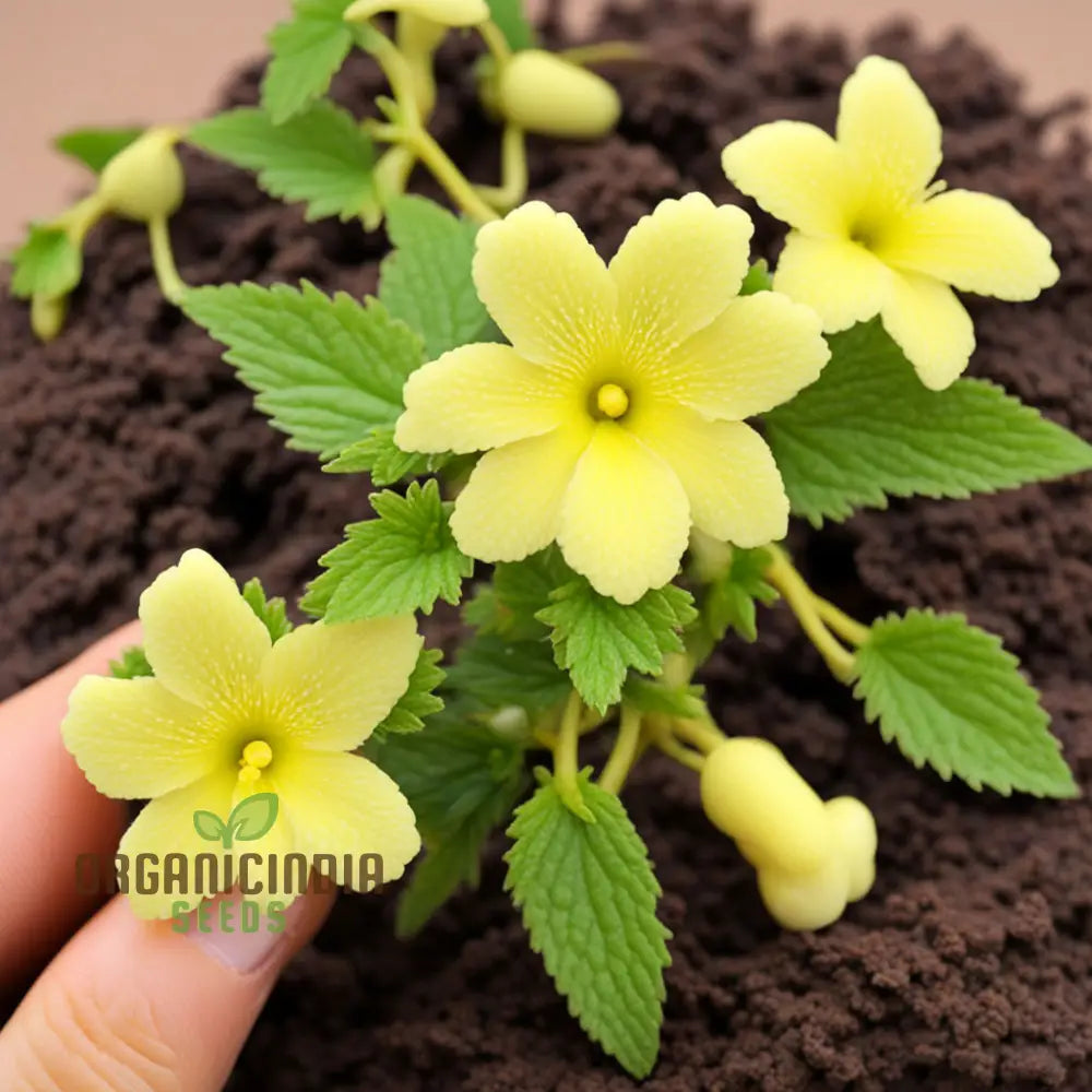 Achimenes Limoncello Flower Seeds for Planting