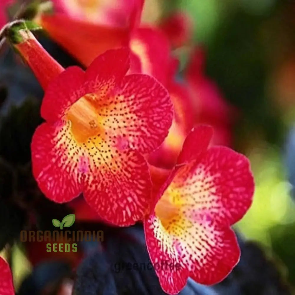 Achimenes â€™S Sunburst Northwood Flower Seeds Exquisite Blooms To Brighten Your Garden Annuals