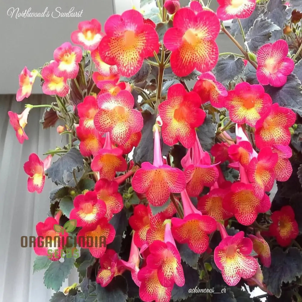 Achimenes â€™S Sunburst Northwood Flower Seeds Exquisite Blooms To Brighten Your Garden Annuals