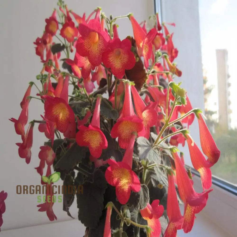Achimenes â€™S Sunburst Northwood Flower Seeds Exquisite Blooms To Brighten Your Garden Annuals