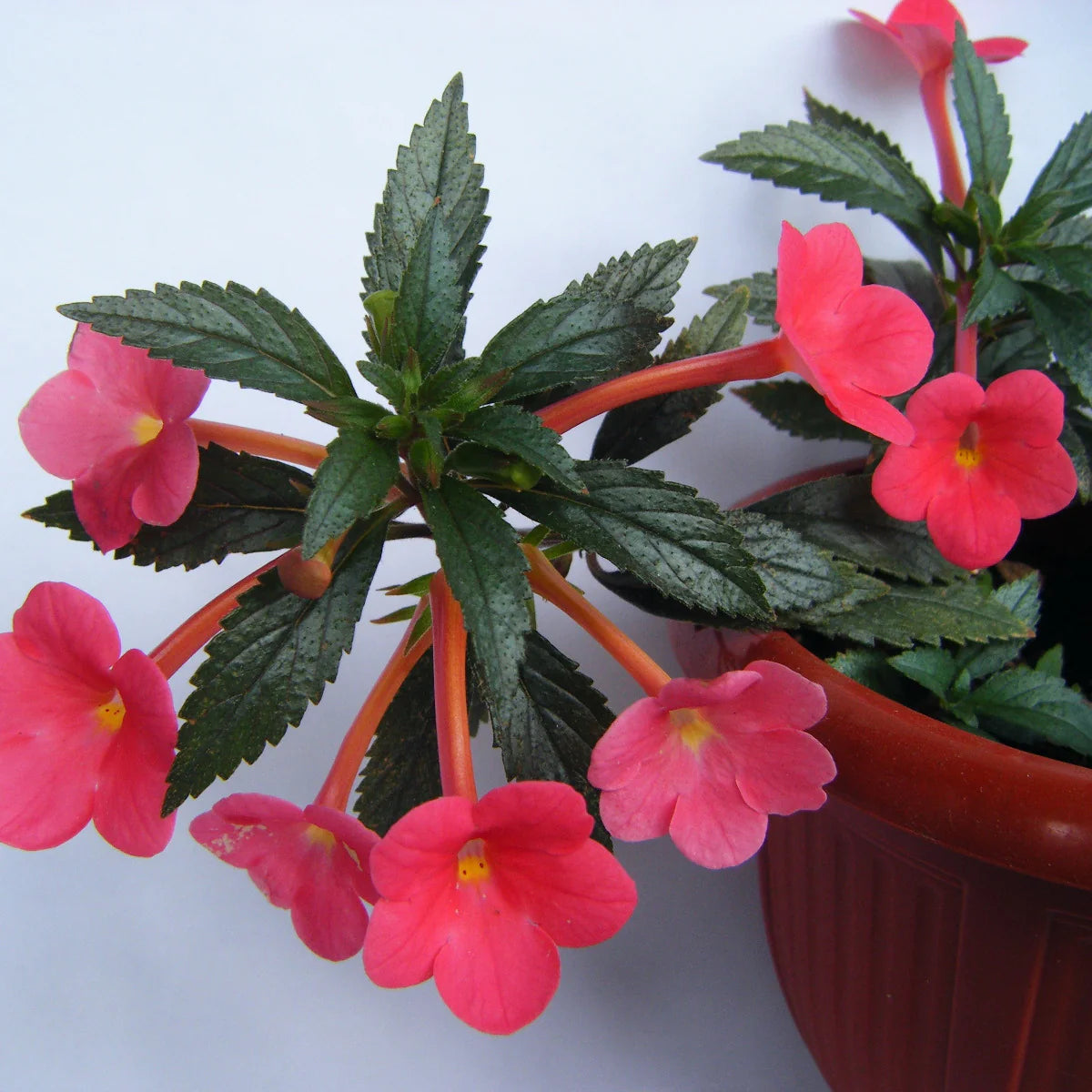 Achimenes Sunburst Northwood seeds for planting