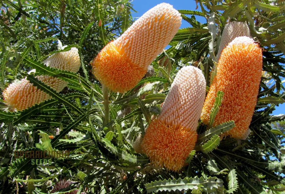 Acorn Banksia Wildflower Seeds for Planting