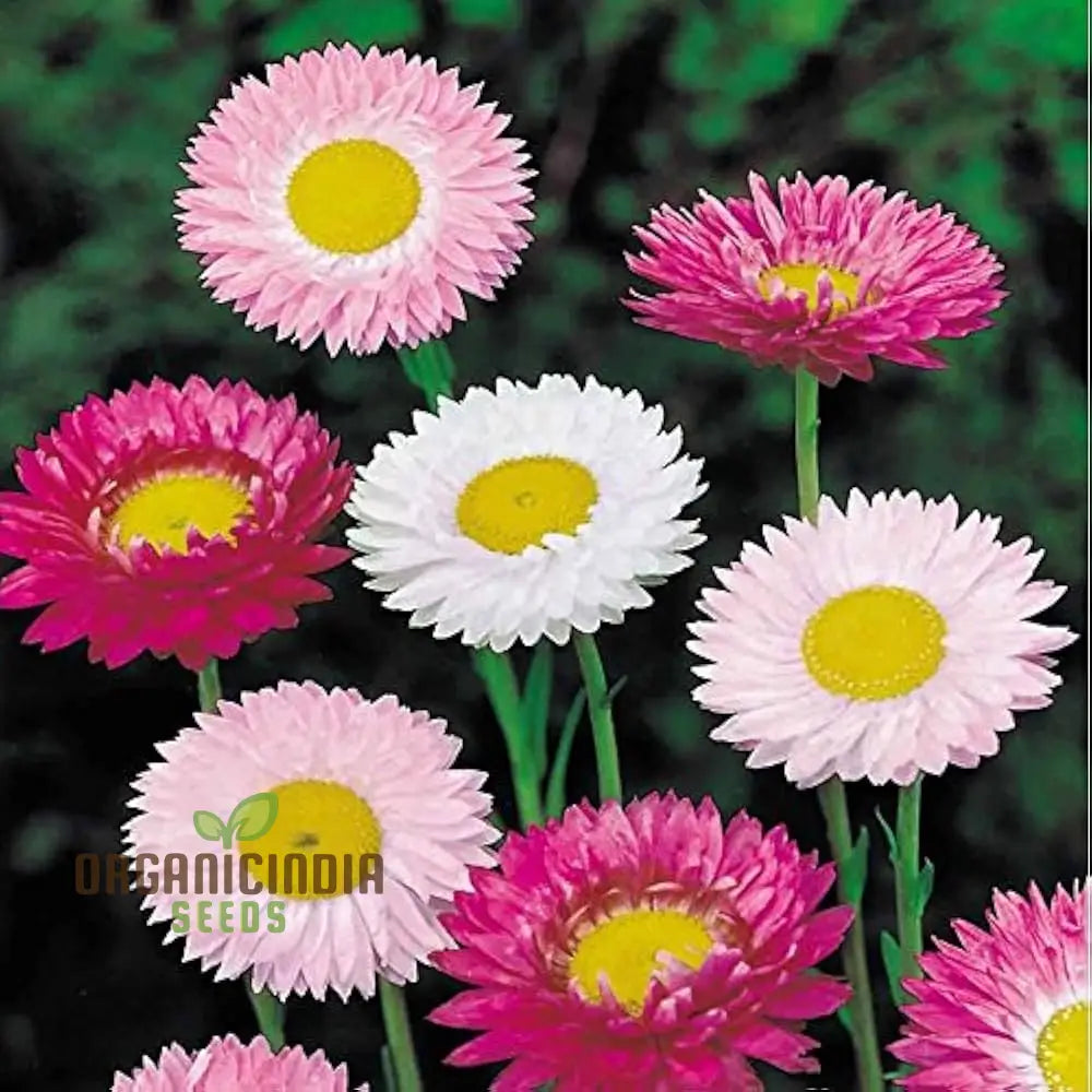 Acroclinium Mix Open Pollination Seeds for Planting Garden Flowers
