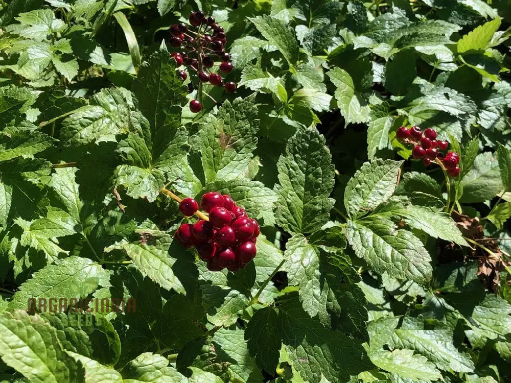 Actaea Rubra Seeds Enhance Your Garden With Natureâ€™s Beauty