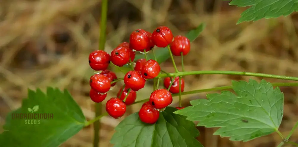 Actaea Rubra Seeds for Planting – Red Baneberry Woodland Perennial