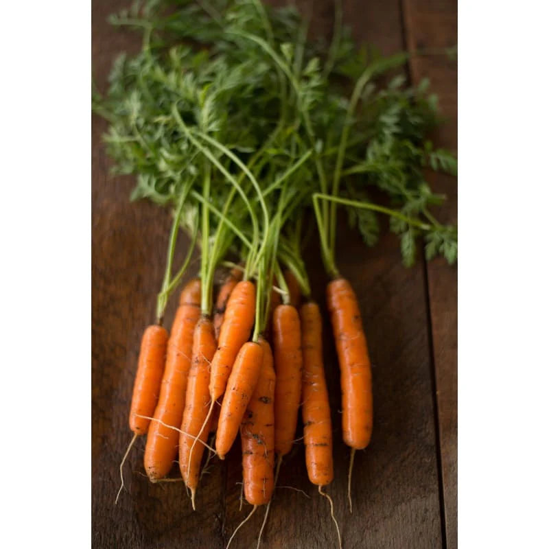 Adelaide Carrot Seeds for Planting – Early Baby Carrot Variety