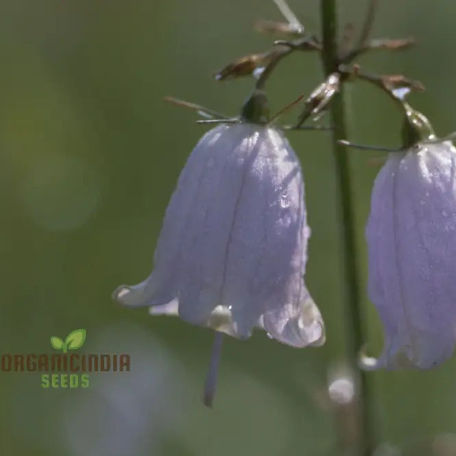 Adenophora Khasiana seeds for planting ornamental garden plants