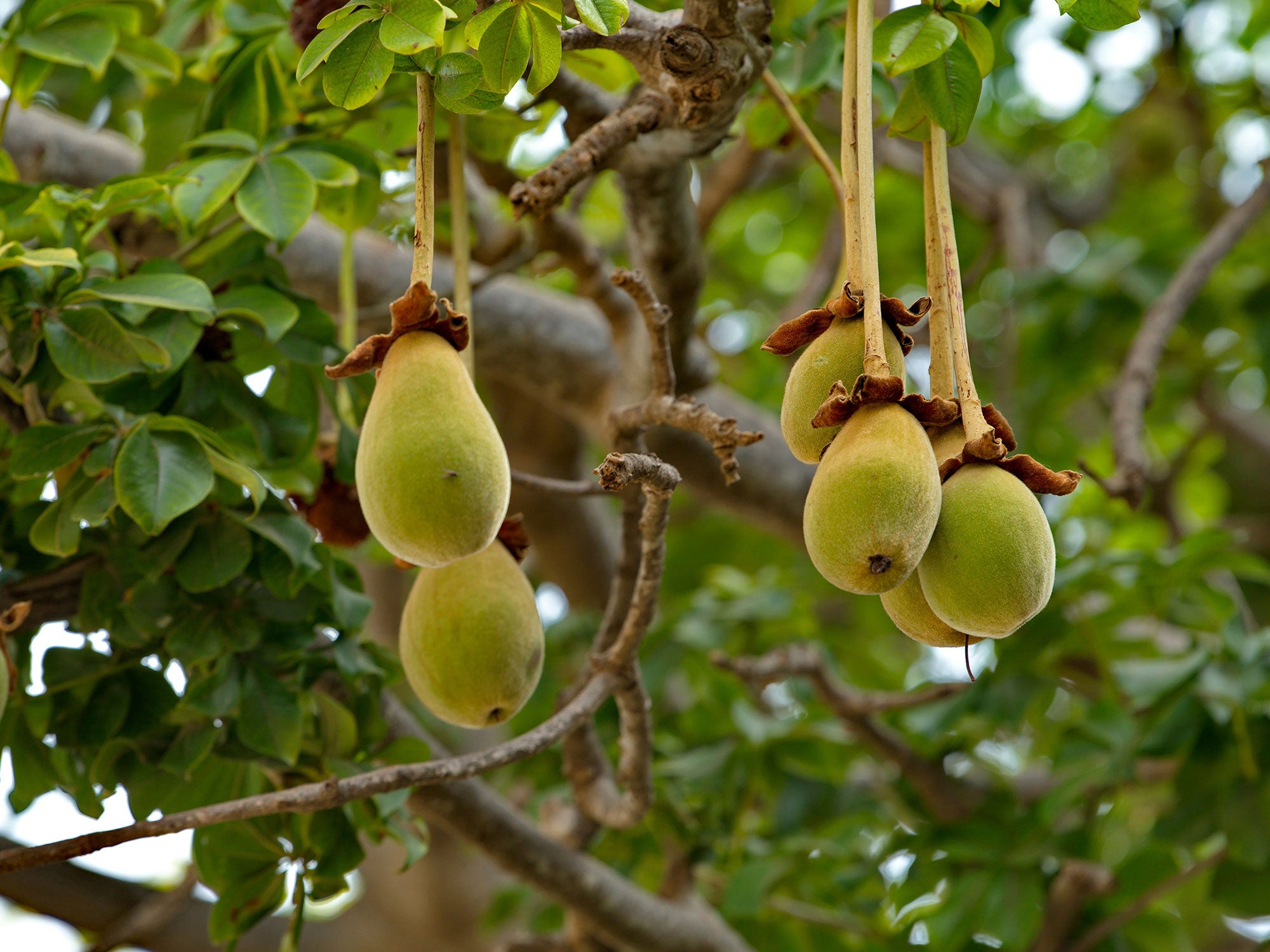 Non-GMO Baobab seeds for bonsai or outdoor planting
