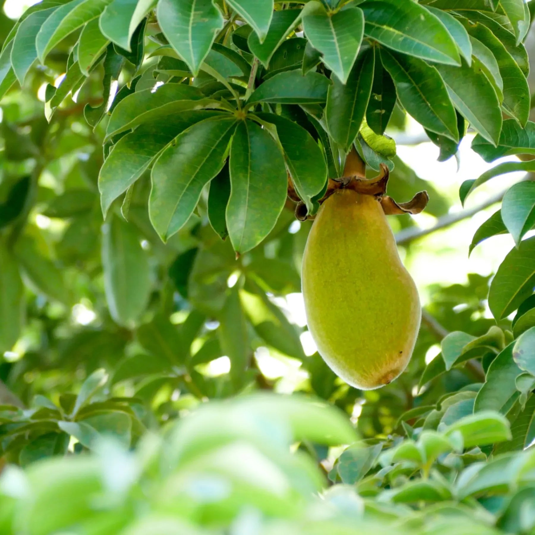 African Baobab tree seeds for planting non-GMO variety