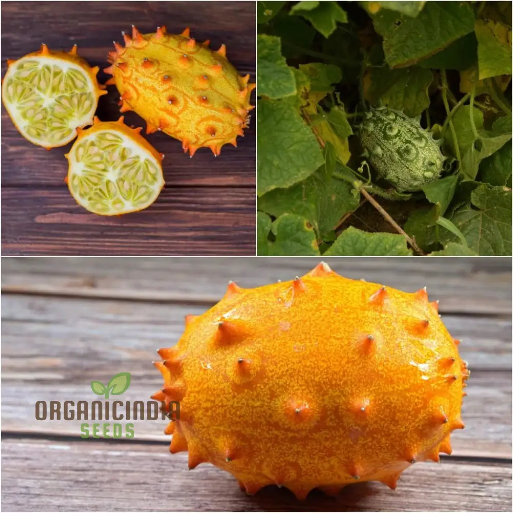 Closeup of African Horned Cucumber Fruit from Organic Seeds, Kiwano Melon