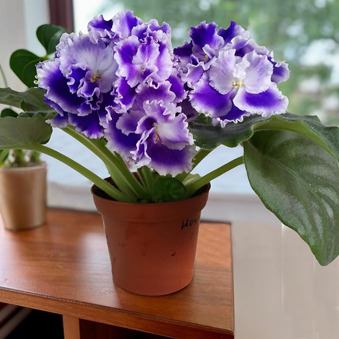 African Violet Growing in Indoor Container from Seeds