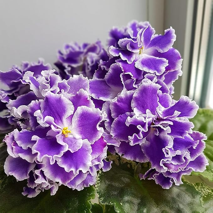 African Violet Indoor Flowering Plant Grown from Seeds